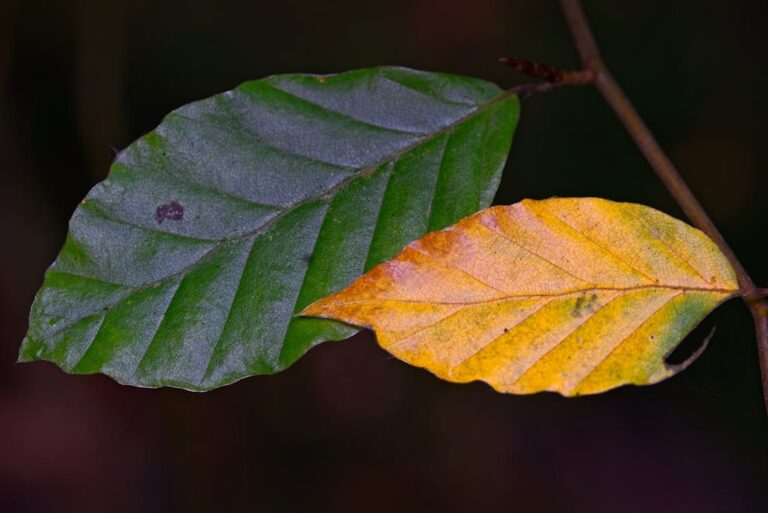 Lifestyle financial planning